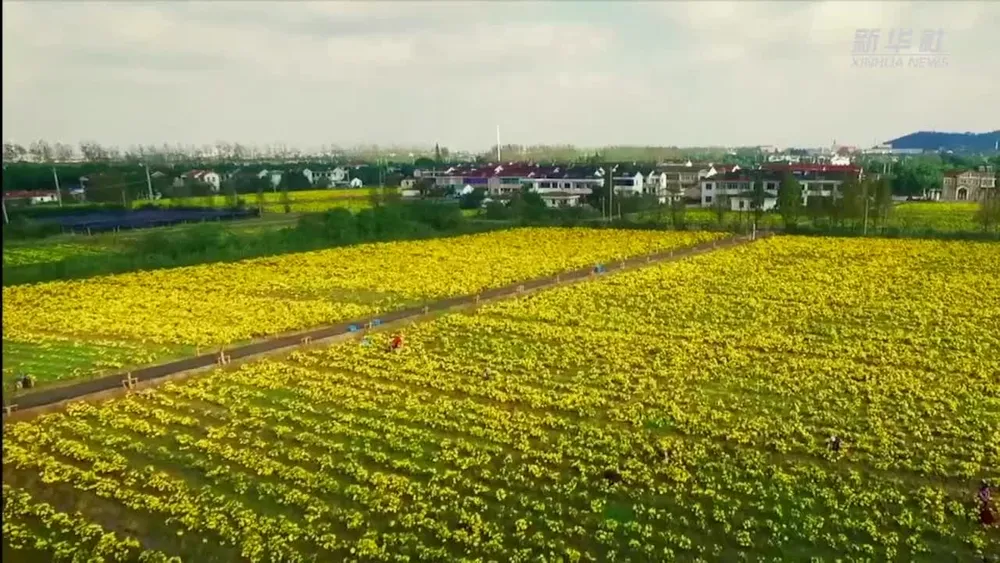Les chrysanthèmes contribuent à augmenter les revenus et ornent l’environnement dans le village de Shanlian – Actualités 19/12/2020