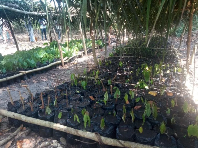 Agroforesterie à Vavoua : des jeunes s’engagent à réaliser une pépinière de 50.000 arbres