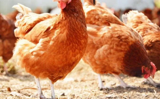 Fêtes de fin d’année 2020 : les prix du poulet jugés trop élevés à Agnibilekrou