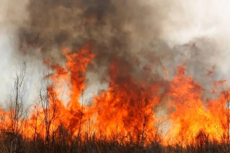 Drame à Tournan : Un incendie ravage une centaine d’hectares d’anacarde