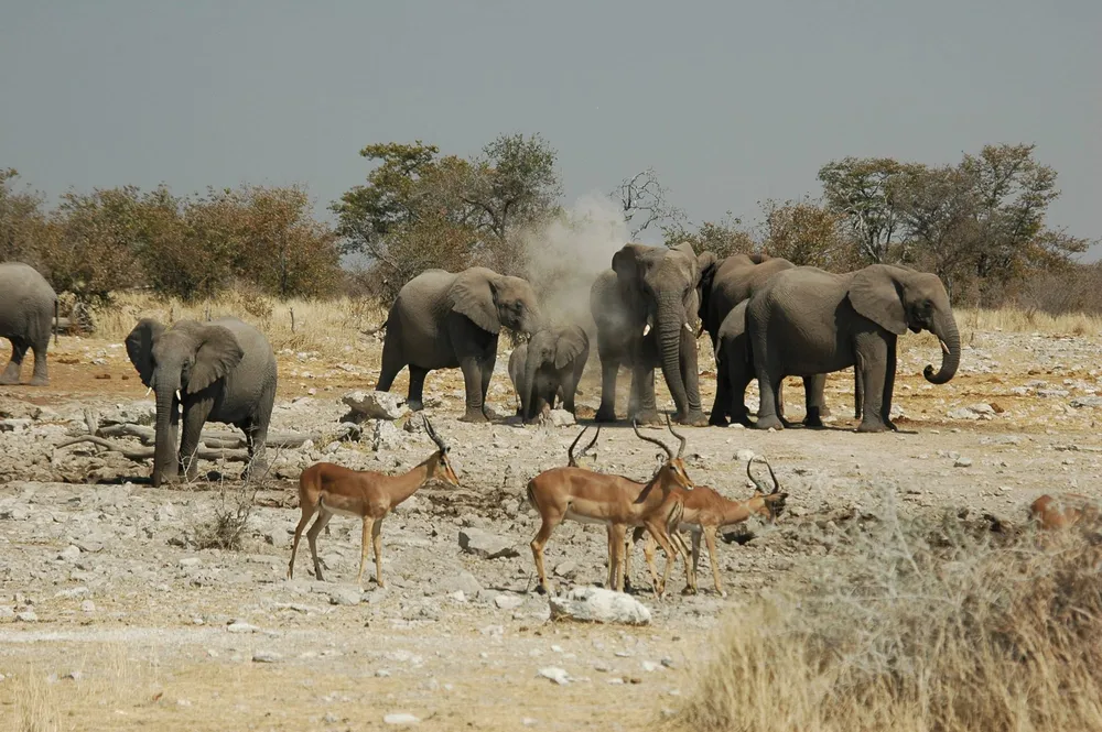 La Namibie met en vente 170 éléphants en raison de la sécheresse