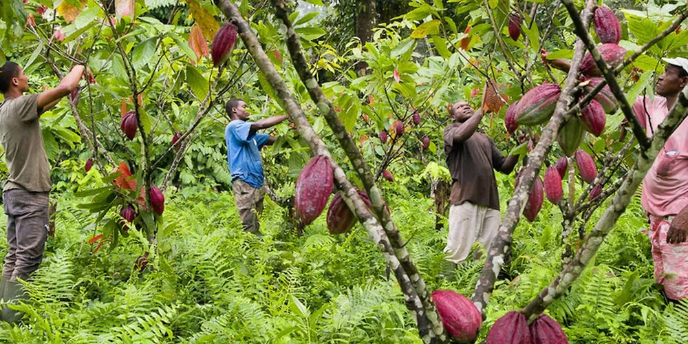 Cacaoculture en Afrique de l’Ouest : signature d’un accord pour renforcer la durabilité