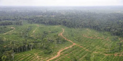 Opération « Zéro déforestation »: Le groupe SIFCA engagé