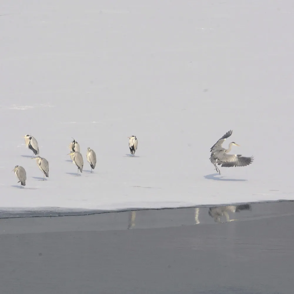 Chine : oiseaux dans un parc de Beijing – Actualités 22/01/2021