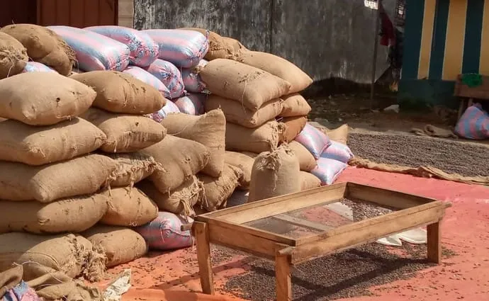 Filière café- cacao : les producteurs de l’Indénié-Djuablin proposent des solutions