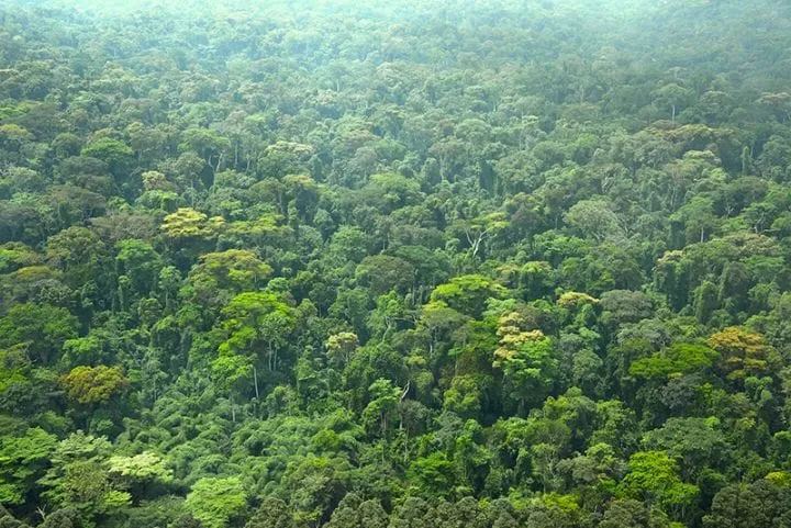 Introduction de plant forestier en Côte d’Ivoire : le gouvernement se prononce