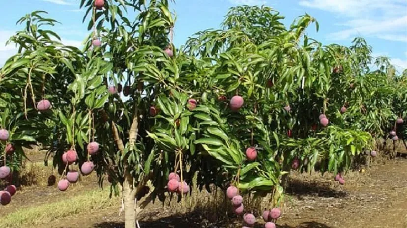 Des chercheurs proposent l’hexanal pour réduire les pertes post-récoltes de la mangue – Actualité ivoirienne 26/01/2021