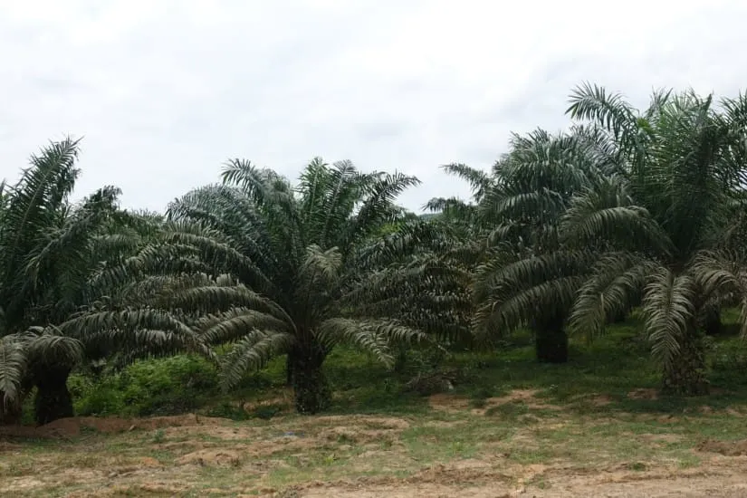 Palmier à huile d’Aboisso : des producteurs grognent contre le prix d’achat