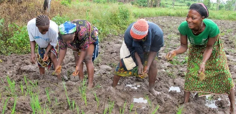 Côte d’Ivoire : un projet visant à accroître la productivité et la durabilité du riz lancé
