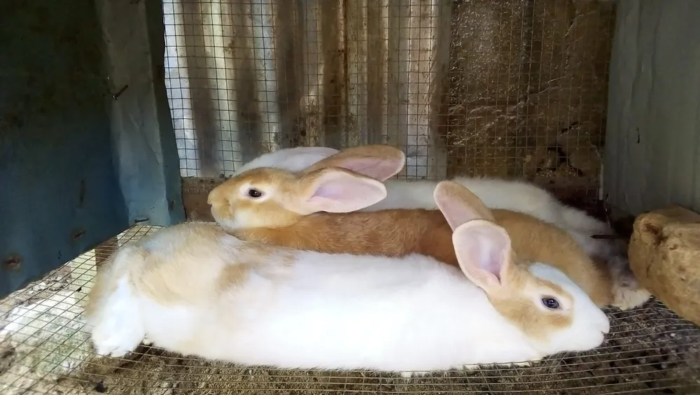 Une formation sur l’élevage de lapins organisée  à Alépé