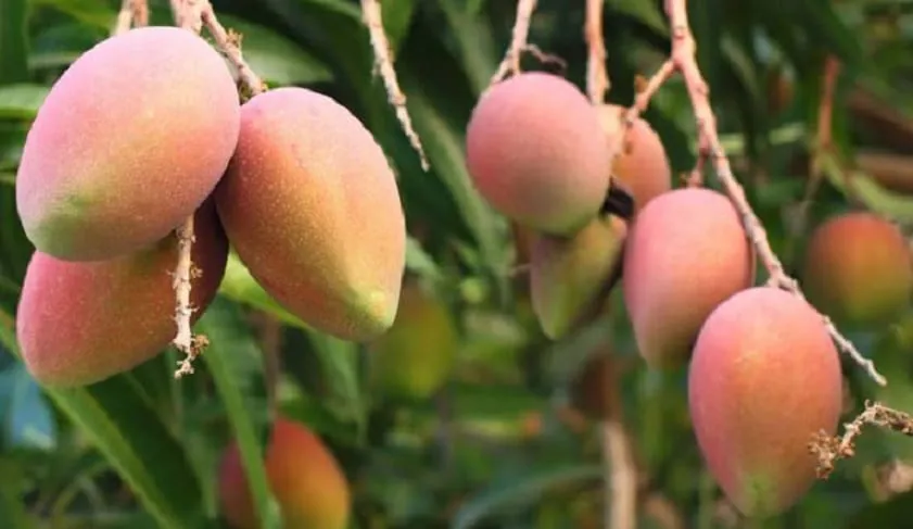 1,4 milliards de FCFA de perte sur l’exportation de la mangue à cause du coronavirus – Actualité ivoirienne 03/02/2021