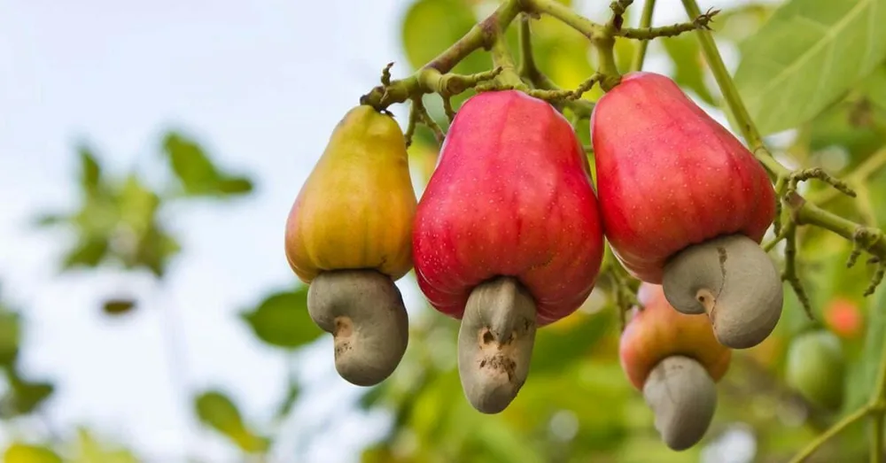Le prix du kg de noix de cajou à 305 : à Niakara, les producteurs se prononcent, « chaque année le Gouvernement joue avec les prix »
