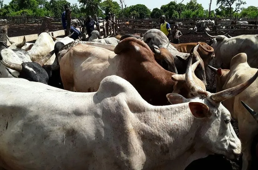 Gendarmerie de Kanawolo : des bœufs signalés pour vol interceptés