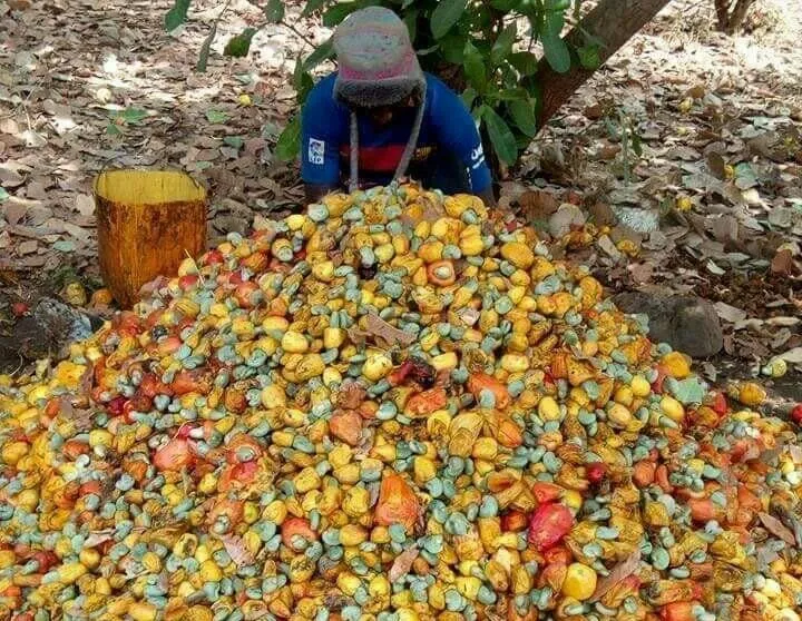 La production d’anacarde en hausse dans la région du Poro – Actualité ivoirienne 09/02/2021