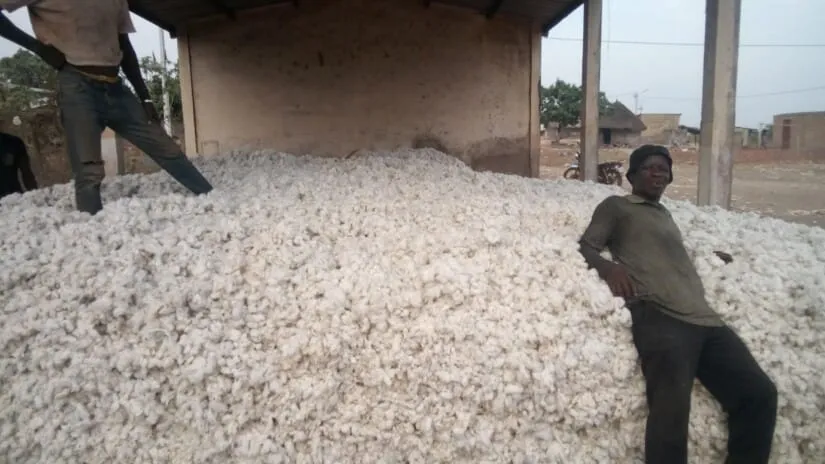 Coton culture à Niakara : des jeunes optent de plus en plus pour l’agricultures