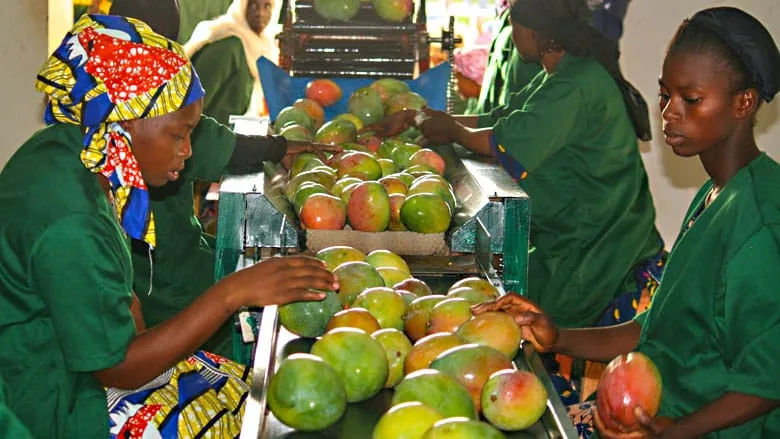 IFC accorde un prêt au CEDIAM pour soutenir le secteur de la mangue au Mali (Communiqué) – Actualité ivoirienne 19/02/2021