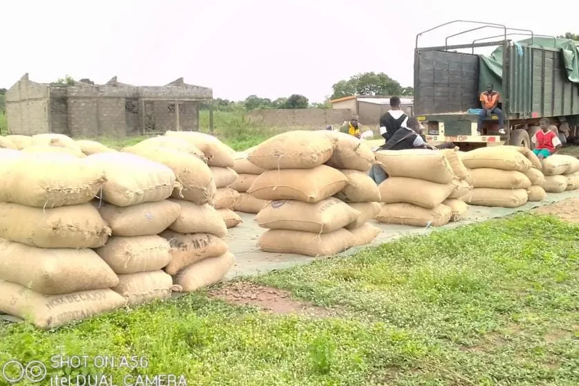 Niakara : deux ventes groupées à l’actif des producteurs d’anacarde