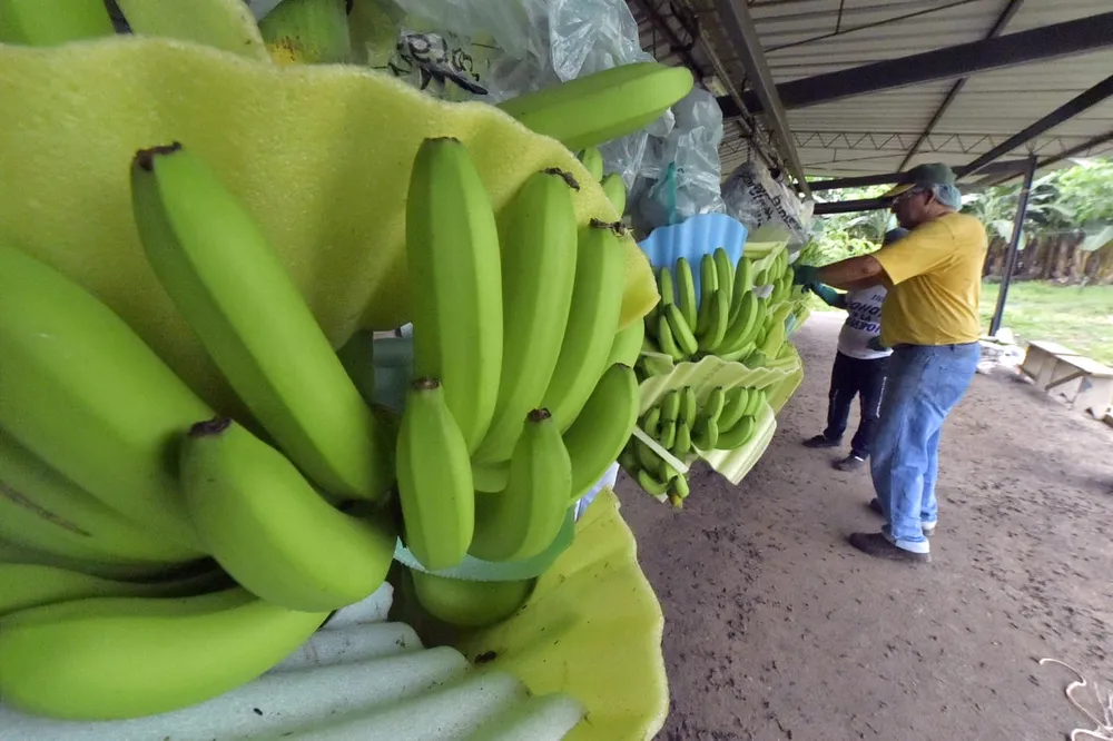 Classement des exportateurs de bananes 2021 : la Côte d’Ivoire seul pays africain dans le top 10 mondial