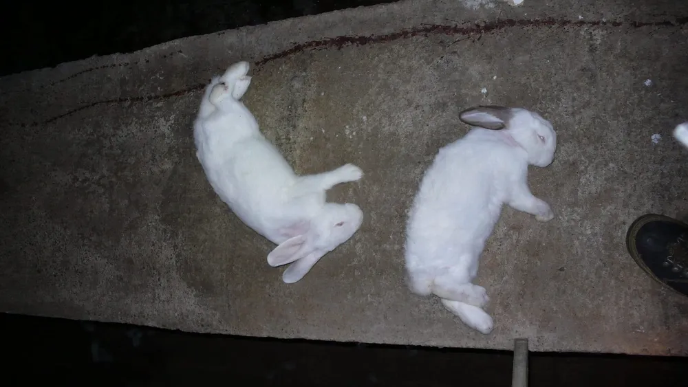 Une fièvre hémorragique du lapin à Abidjan : attention, décès de 6 315 lapins