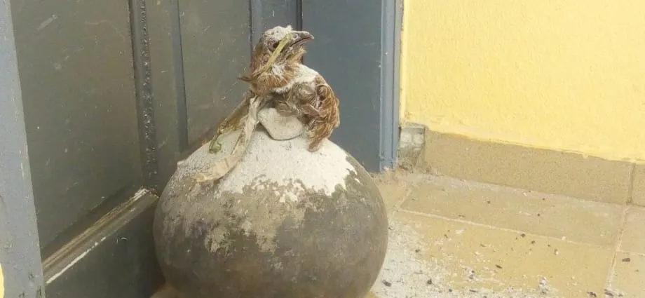 Sorcellerie au collège moderne de Bouna : un canari de sang et oiseau mort devant le bureau du principal