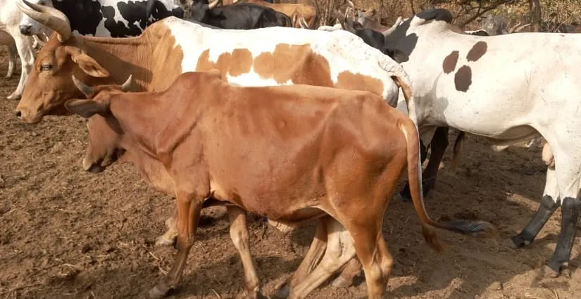 Kani : Un éleveur meurt encorné par sa vache