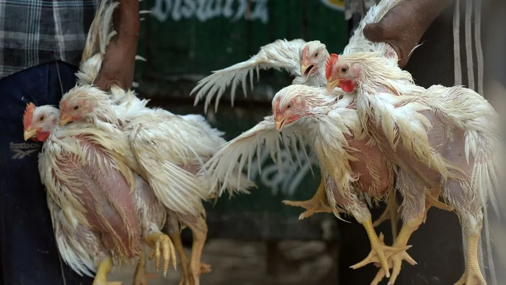 La grippe aviaire signalée au Nigeria
