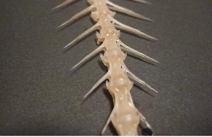 Astuce : comment déloger une arête de poisson coincée dans la gorge?