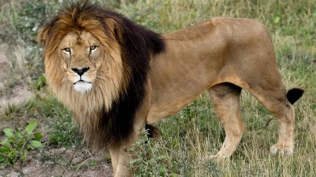 Kenya: un lion égaré sème la panique dans la banlieue de Nairobi