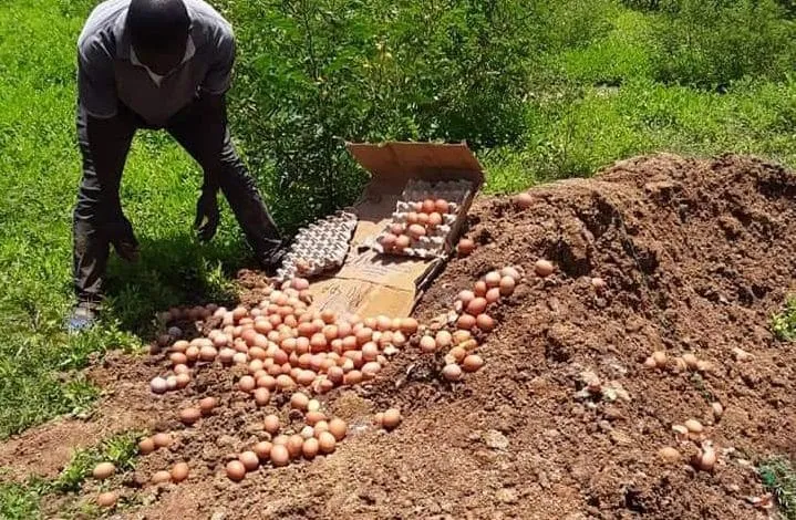 Grippe aviaire Burkina : plus de 5.000 œufs en provenance du Ghana saisis