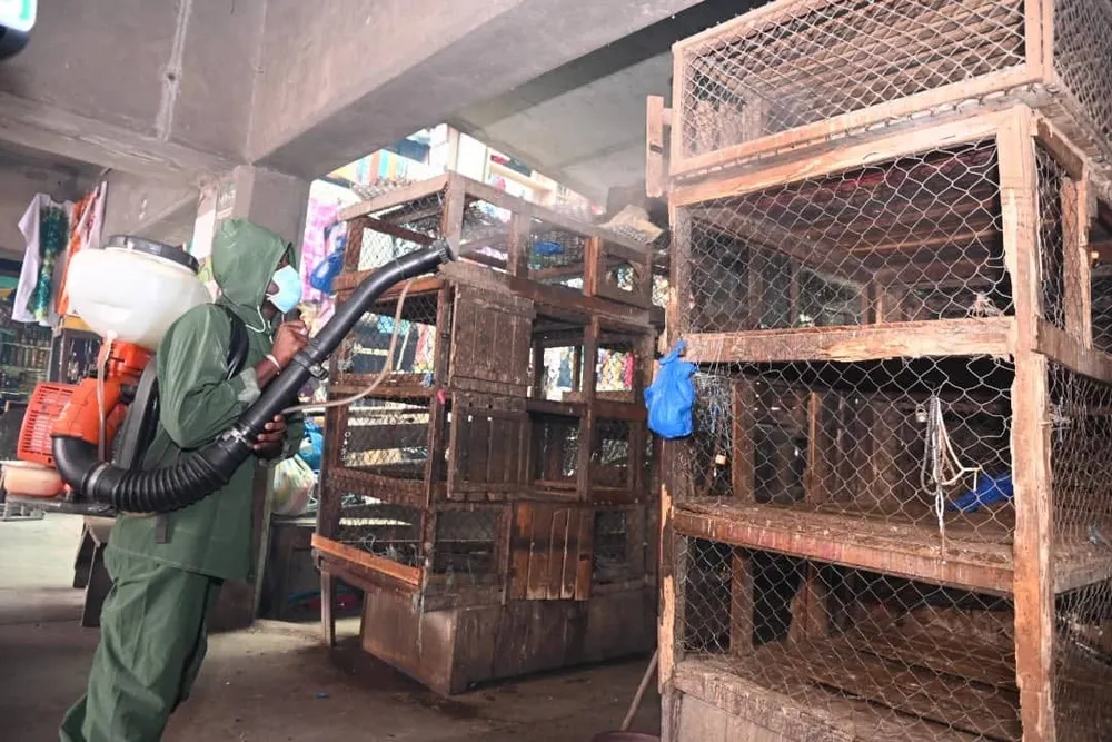 Grippe aviaire : les marchés à volailles à Abidjan désinfectés