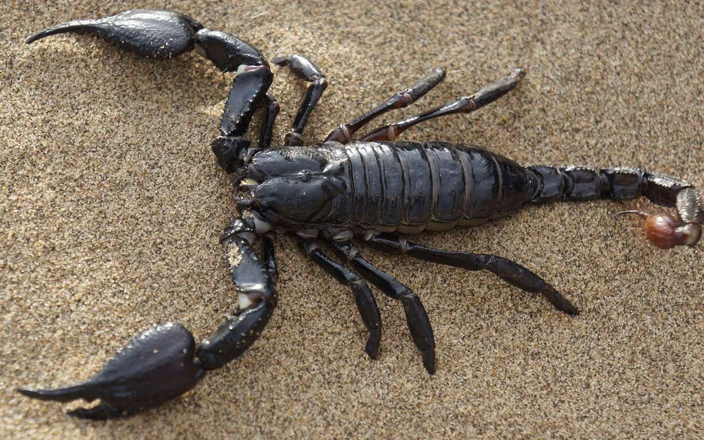 Égypte: une invasion de scorpions venimeux fait 3 morts