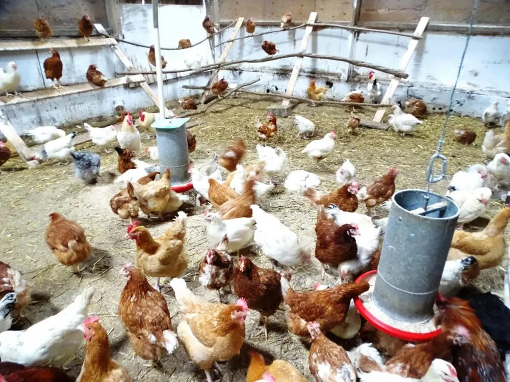 Grippe aviaire