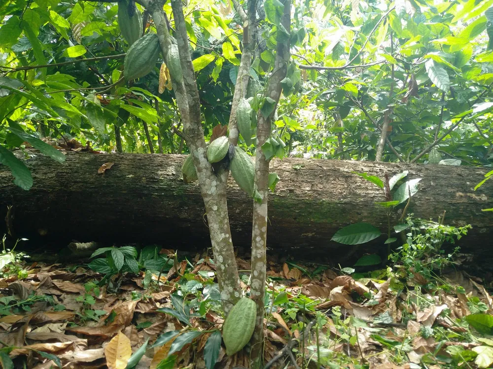 L’amère déforestation du chocolat : voici l’enquête de Mighty Earth contre le cacao ivoirien qui met Ouattara en colère