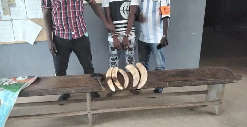 Bondoukou: un trafiquant d’ivoire condamné à 18 mois de prison