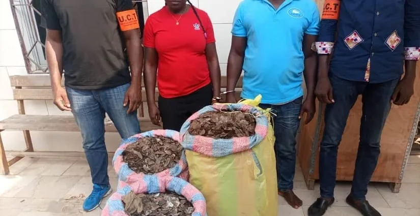 Yopougon: deux trafiquants d’écailles de pangolins aux arrêts