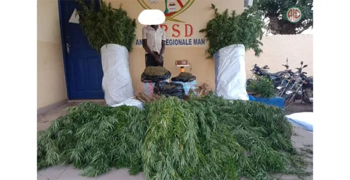 Trafic de drogue : un cultivateur de cannabis arrêté à Bouna