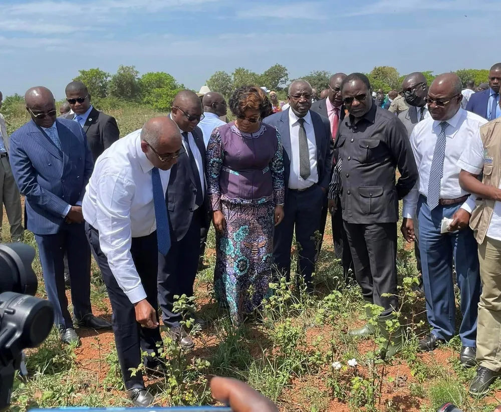 Côte d’Ivoire: les plantations de cotons décimées, « il faut faire vite, autrement, la campagne à venir sera elle aussi compromise »
