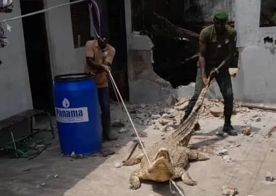 Adjamé: un crocodile de plus de 2 mètres de long capturé dans un domicile