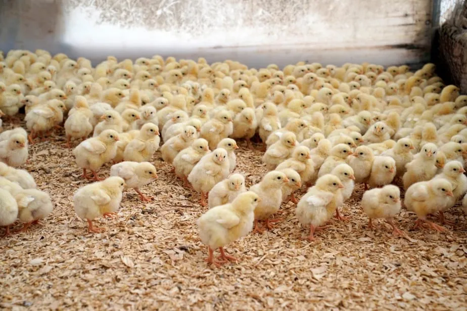 Production et commercialisation œufs à couver et poussins de volailles en Côte d’Ivoire : l’Etat annonce de nouvelles mesures et réglementations