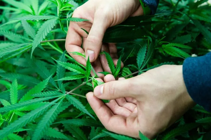 Vers la légalisation de la culture de cannabis au Rwanda