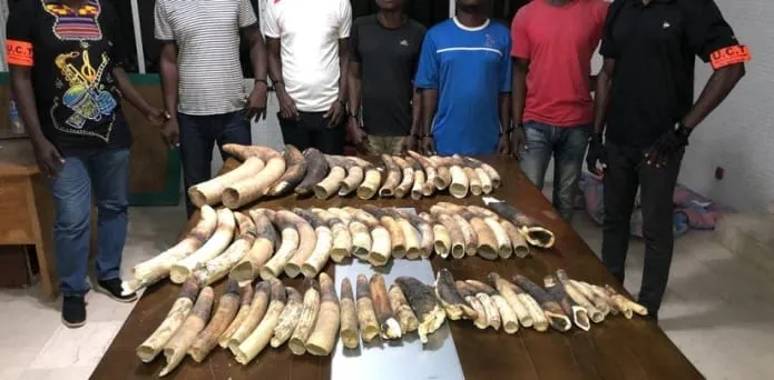 Trafic Côte d’Ivoire : saisie de plus de 4 tonnes d’écailles de pangolins et près de 800 kg d’ivoires