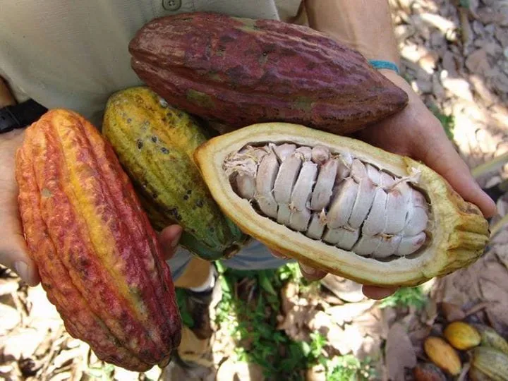 Cacao ivoirien