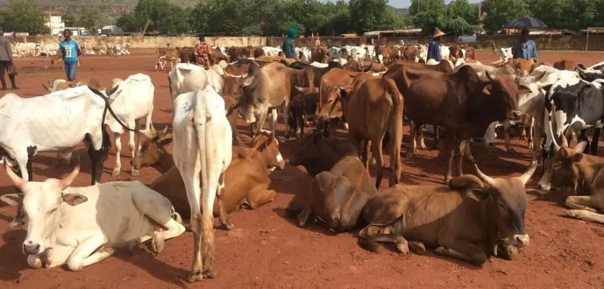 Production animale Côte d'Ivoire
