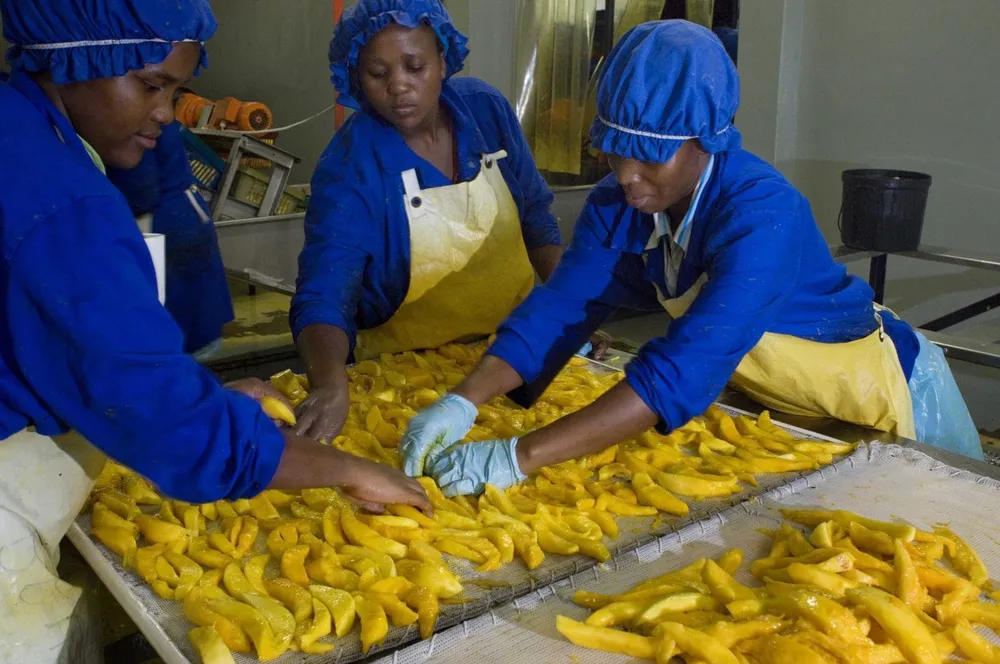 De l’agriculteur à l’agripreneur : Un jeune ivoirien se lance dans la transformation alimentaire
