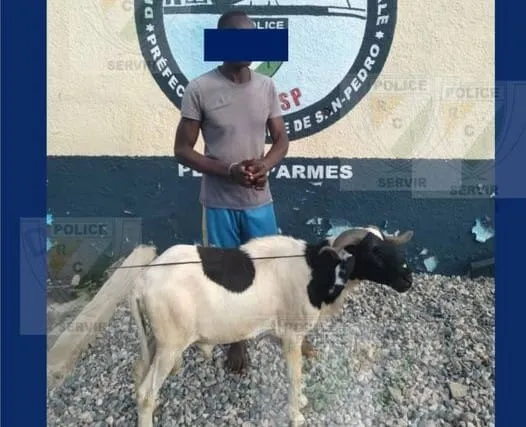 Soubré : un individu arrêté en flagrant délit de vol de mouton