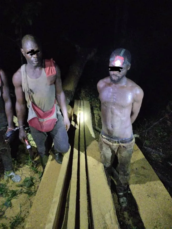 Forêt classée d’Irobo: 7 clandestins mis arrêts pour sciage à façon et défrichements