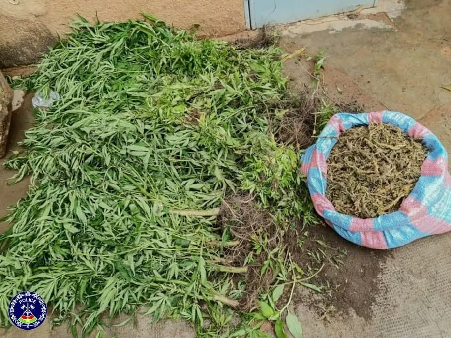 Trafic de drogue au Burkina : un couple cultivateur de cannabis arrêté