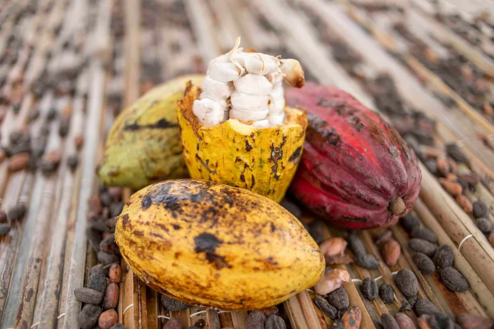 Cacao ivoirien