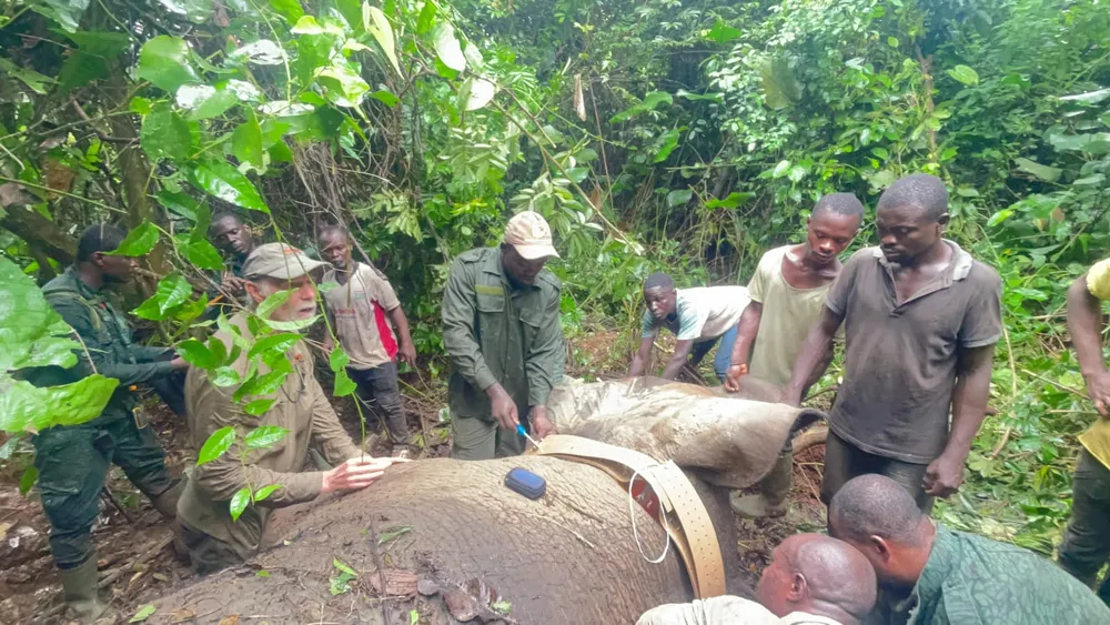 Côte d’Ivoire : Pose d’un collier GPS sur un éléphant à Lakota
