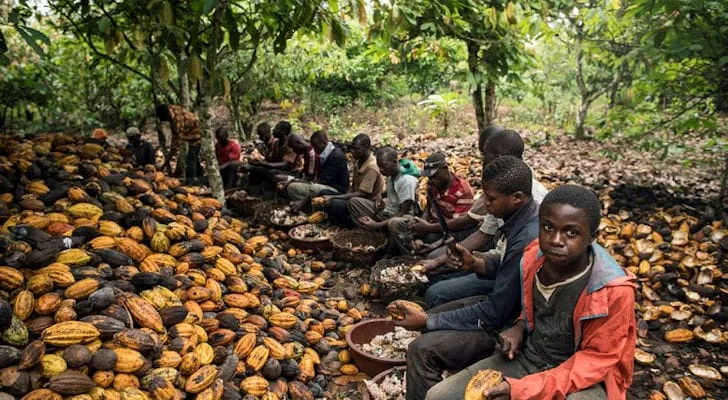 Travail des enfants dans les champs de cacao en Côte d’Ivoire : entre réalité et propagande